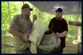   Why do Moonshiners use a raccoon pecker to distil their liquor?    Thu 28 October 2021 12:26    Helen Williams    